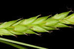 Darkgreen sedge